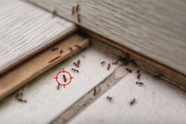 Best Affordable Pest Control Services  in East Peoria, IL