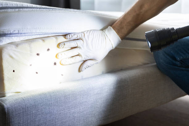 Best Affordable Pest Control Services  in East Peoria, IL