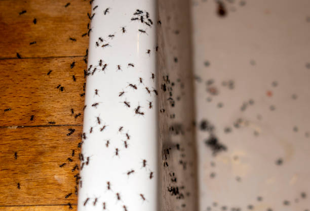 Best Pest Prevention Services  in East Peoria, IL