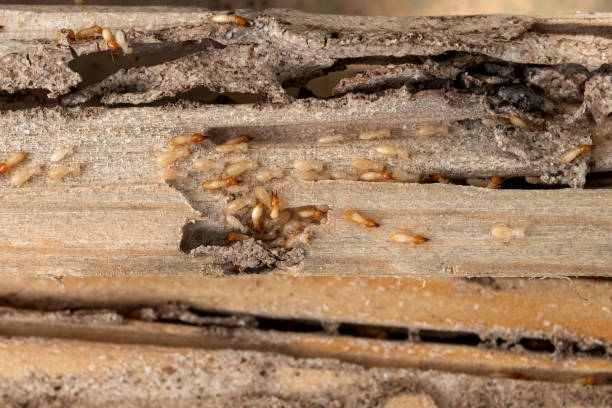 Best Wildlife Control Services  in East Peoria, IL